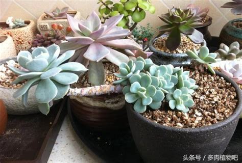 多肉植物廁所|【多肉植物廁所】在廁所種植多肉植物的驚人好處：淨化空氣、預。